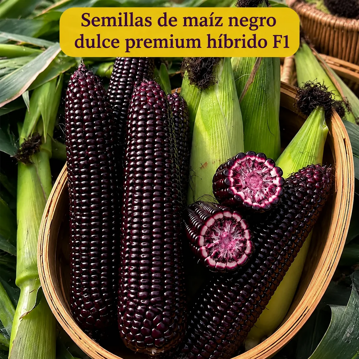 🌽💜 Semillas de Maíz Morado Dulce Premium (Híbrido F1) – Más Producción, Más Sabor y Mejor Cosecha (1000 Semillas)🌽