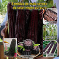 🌽💜 Semillas de Maíz Morado Dulce Premium (Híbrido F1) – Más Producción, Más Sabor y Mejor Cosecha (1000 Semillas)🌽