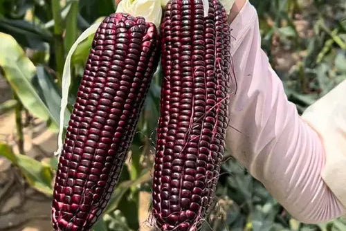 🌽💜 Semillas de Maíz Morado Dulce Premium (Híbrido F1) – Más Producción, Más Sabor y Mejor Cosecha (1000 Semillas)🌽